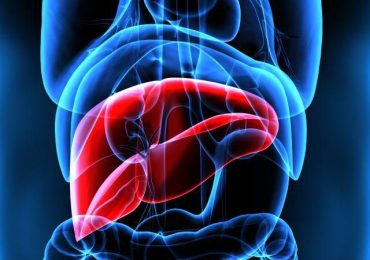 How Too Much Drinking Harms the Liver