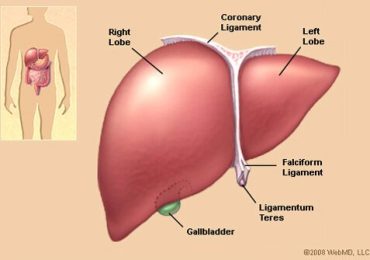 Liver (Anatomy and Function)