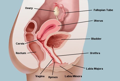 Vaginitis (Inflammation of the Vagina)