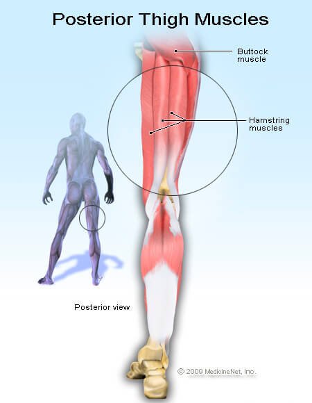 Picture of the hamstrings