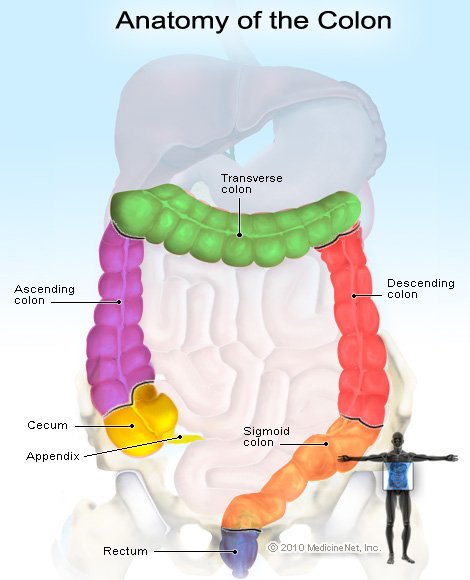 Intestinal digestion disorder