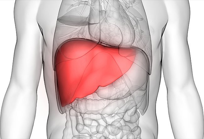 Liver