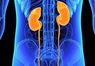 Kidneys' Resilience May Depend on Your Gender, Study Finds